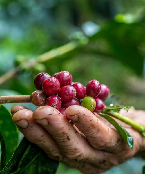 A closeup shot of male hand picking cherry red coffee beans on the tree